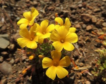 Oxalis nahuelhuapiensis