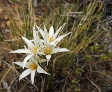 Tristagma patagonicum