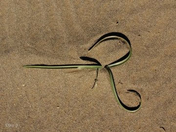 Rhodophiala mendocina