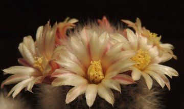 Mammillaria schwarzii