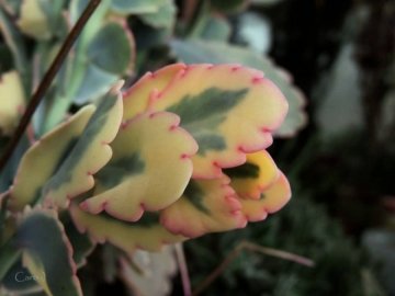 Kalanchoe fedtschenkoi f. variegata