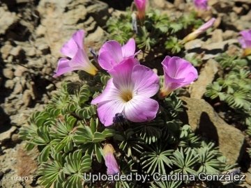 Oxalis adenophylla