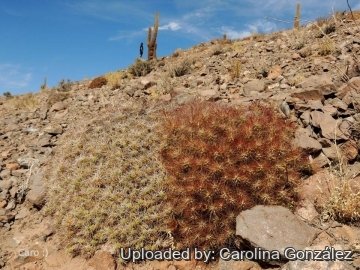 Cumulopuntia boliviana subs. ignescens