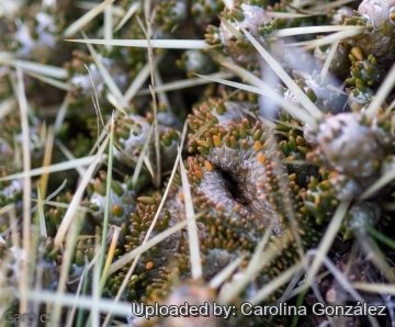 Maihuenia patagonica f. cristata