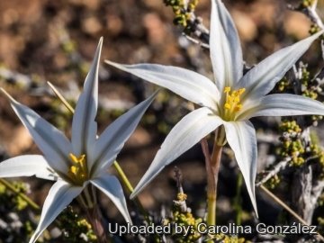 Tristagma patagonicum