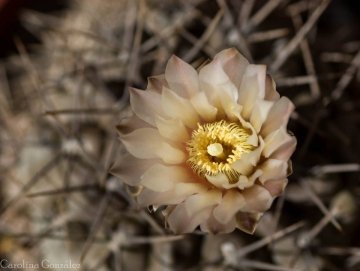 Gymnocalycium gibbosum var. chubutense