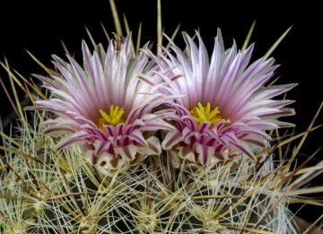 Thelocactus lausseri