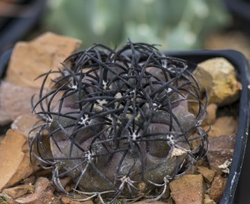 Copiapoa griseoviolacea