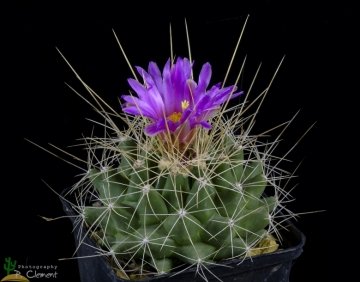Thelocactus tulensis subs. matudae