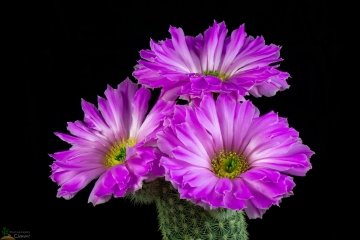 Echinocereus sciurus subs. floresii
