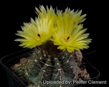 Parodia ottonis var. tortuosa