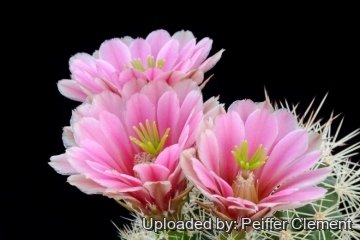 Echinocereus х roetteri