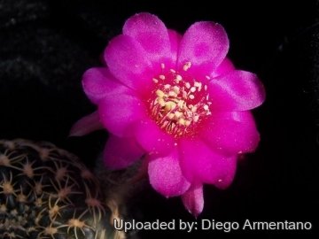 Echinopsis tiegeliana