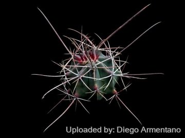 Ferocactus emoryi subs. rectispinus