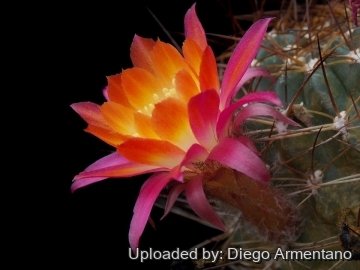 Echinopsis maximiliana subs. westii