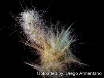 Austrocylindropuntia floccosa