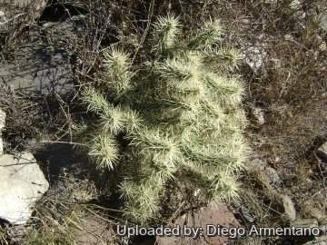Cylindropuntia tunicata