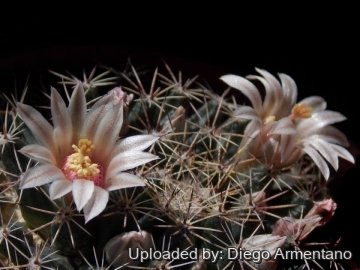 Mammillaria heyderi subs. hemisphaerica