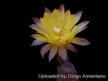 Echinopsis bonnieae