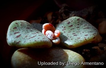 Lenophyllum guttatum