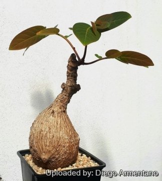 Phyllanthus mirabilis