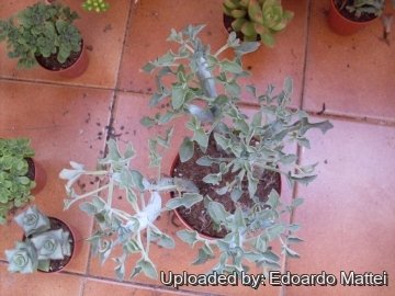 Senecio articulatus