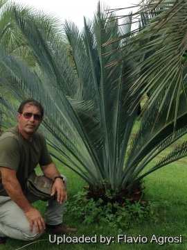 Macrozamia macdonnellii