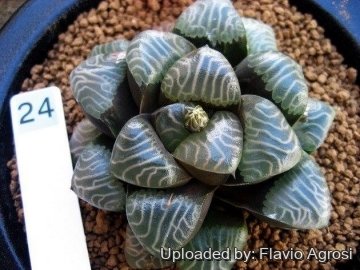 Haworthia bayeri cv. Kelikete