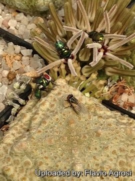 Pseudolithos cubiformis