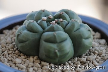 Astrophytum myriostigma cv. Kikko Ball nudum