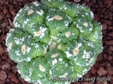 Astrophytum asterias cv. Godzilla