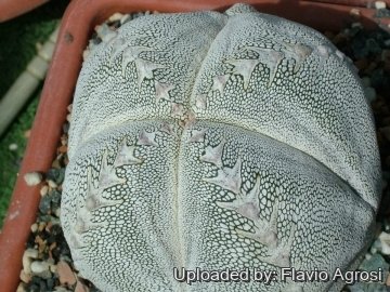 Astrophytum myriostigma cv. Onzuka quadricostatum