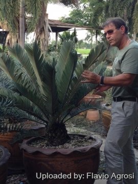 Encephalartos hirsutus