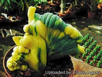 Echinopsis lageniformis f. monstruosa cristata variegata