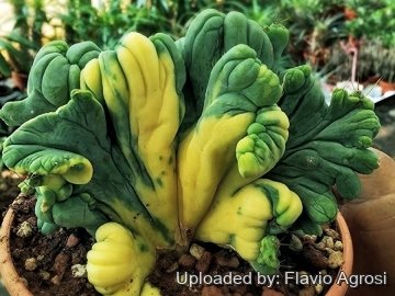 Echinopsis lageniformis f. monstruosa cristata variegata