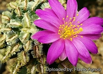 Mammillaria bertholdii