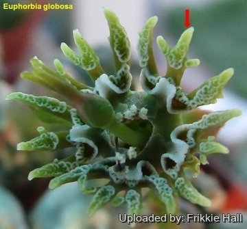 Euphorbia globosa