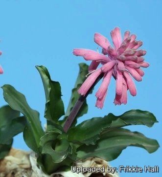 Veltheimia bracteata