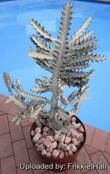 Euphorbia lactea cv. White Ghost