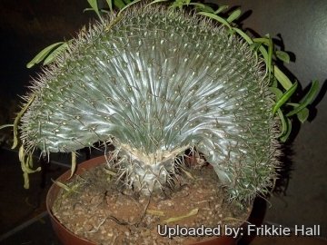 Pachypodium lamerei f. cristatum