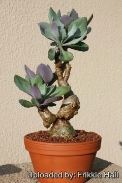 Senecio fulgens