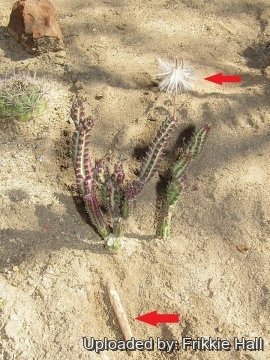 Senecio stapeliiformis