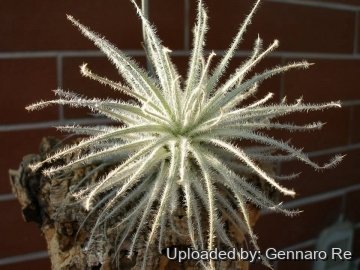 Tillandsia tectorum