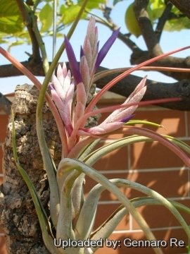 Tillandsia circinnata