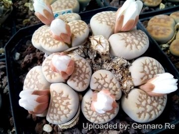Lithops julii C063 60 km SE of Warmbad, Namibia