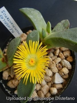 Pleiospilos magnipunctatus