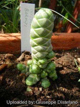 Crassula barklyi