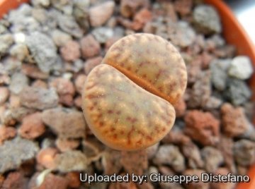 Lithops bromfieldii
