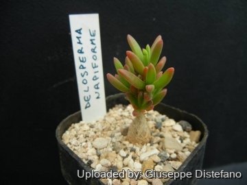 Delosperma napiforme