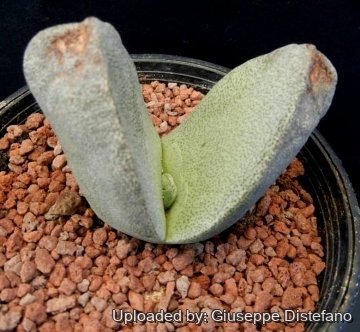 Pleiospilos bolusii